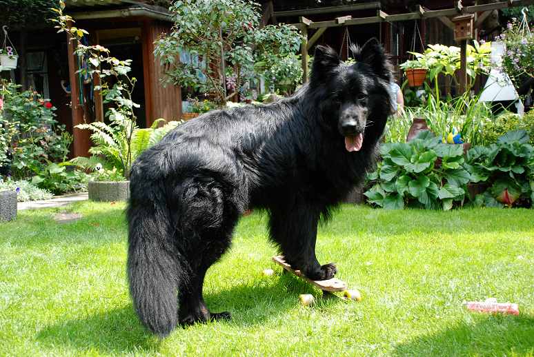 Vom Schwarzen Panther Altdeutsche Schäferhunde