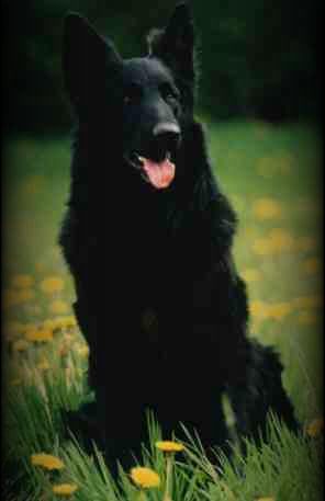 Athos